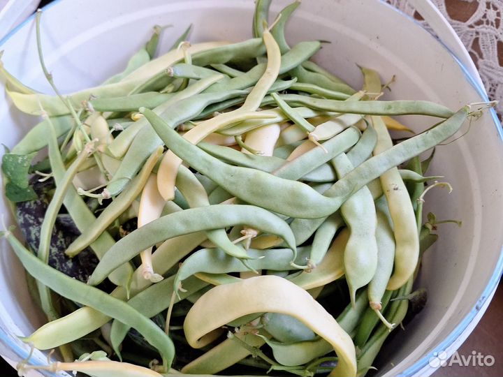 Продаю фасоль