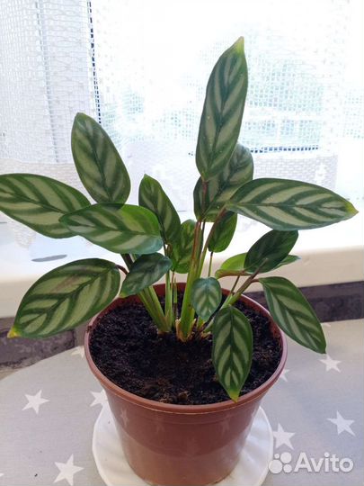 Калатея, ктенанта оппенгейма, амагрис