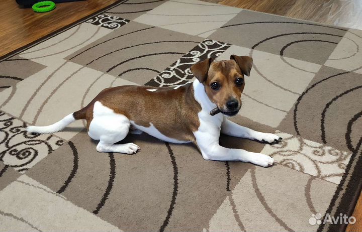 Собака для вязки