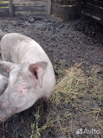 Хряк на племя