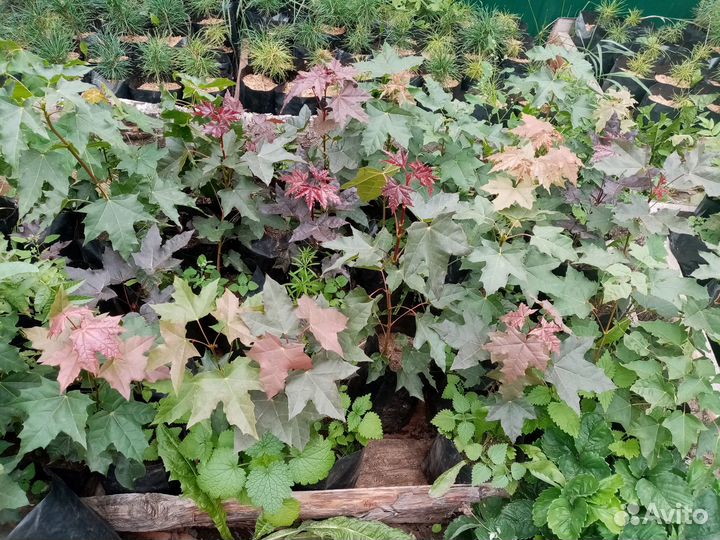 Клен остролистный Роял Ред зкс(2литра)