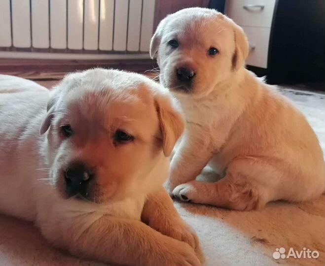 Щенки лабрадора