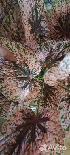 Искусственные цветы Бегония