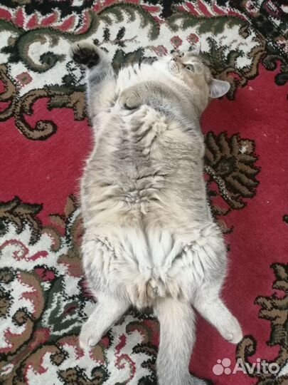 Лежанка для кошки