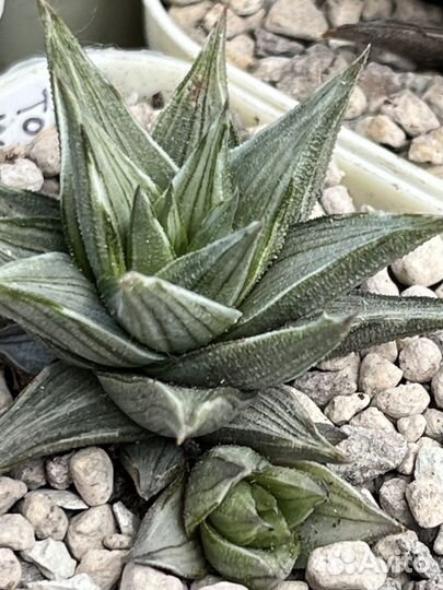 Хавортии вариегатные сортовые