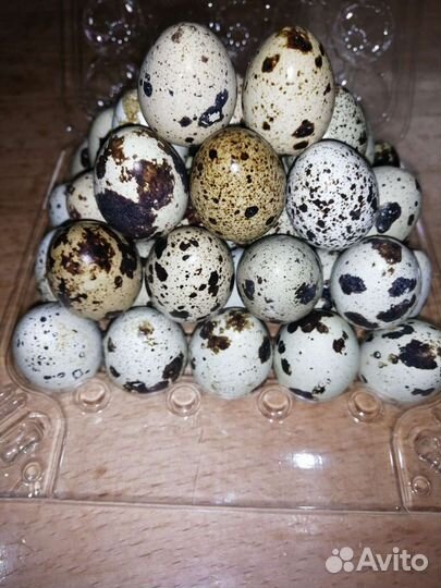 Яйца перепелиные инкубационное