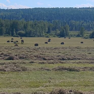 Продам сено в рулонах