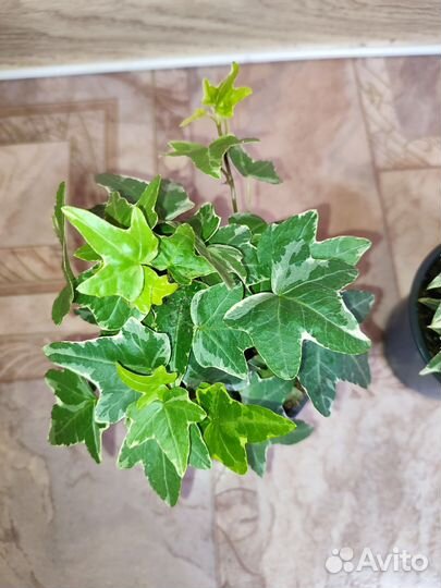 Хедера плющ