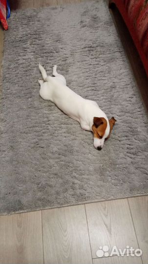 Вязка джек рассел терьер