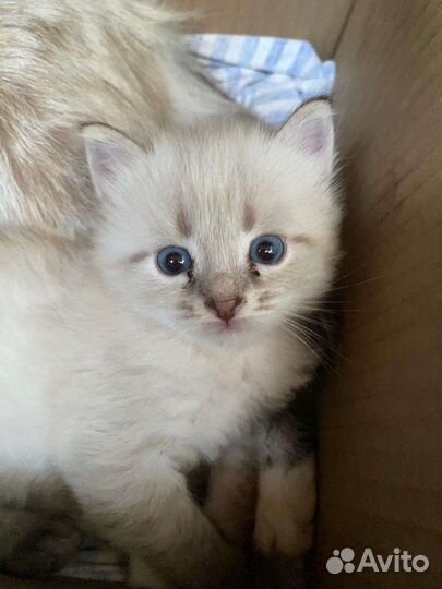 Невская маскарадная