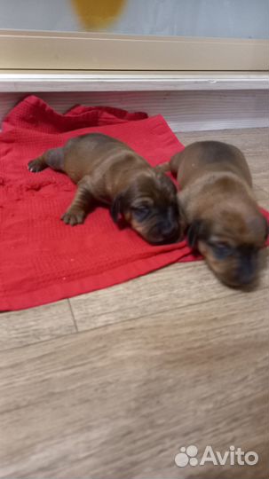Собаки щенки таксы