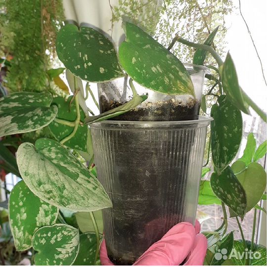 Сциндапсусы