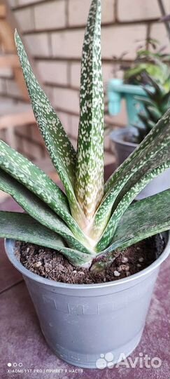 Суккуленты