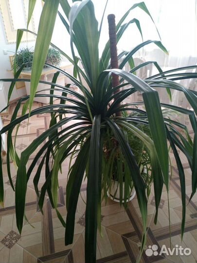 Комнатное растение Панданус