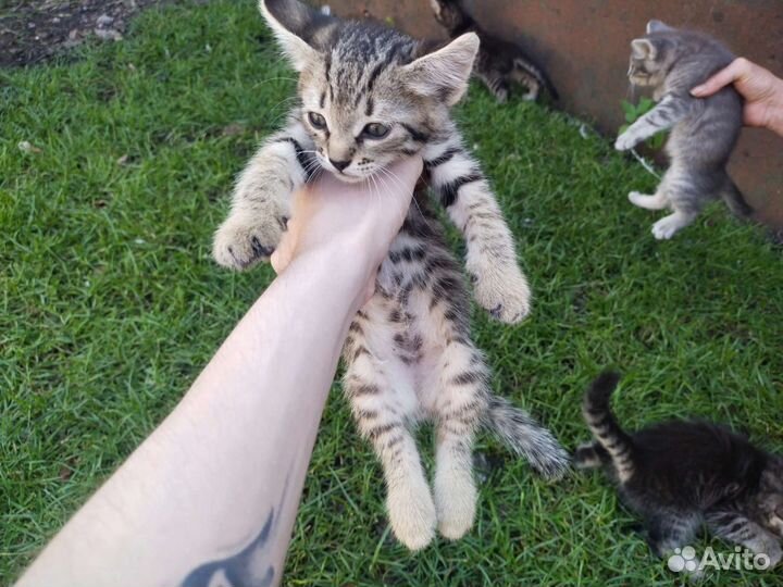 Кошка в дар бесплатно