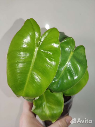 Излишки растений