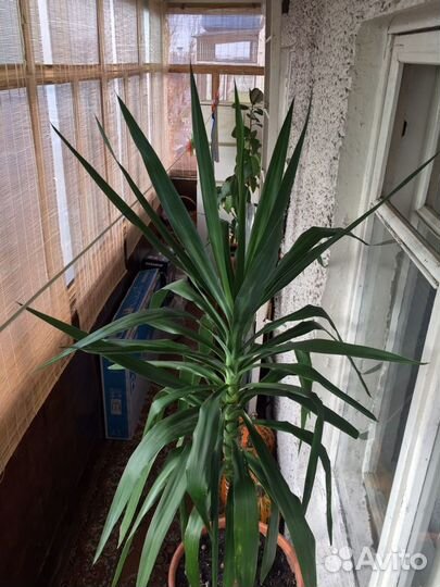 Пальма Юкка 180 см