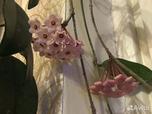 Хойя карноза