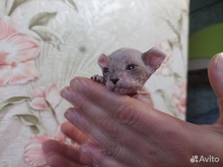 Котята сфинкс браш эльфики