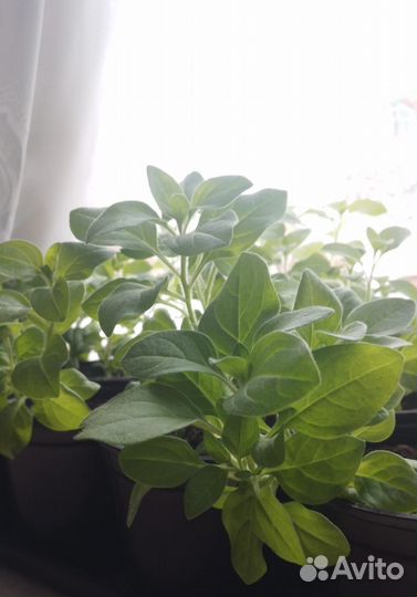 Рассада петунии тайдал