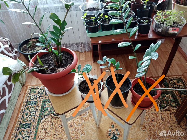 Замиокулькас