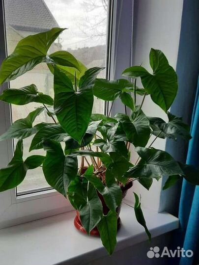 Сингониумы сортовые