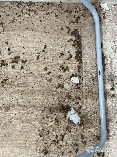 Дезинсекция уничтожение клопов, тараканов мышей