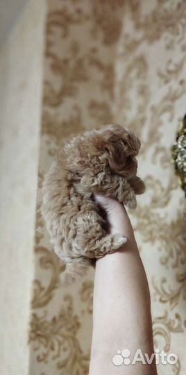 Щенки мальтипу