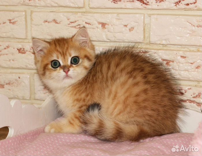 Мальчик золотой вискас