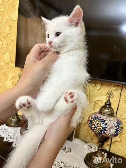 Котенок мальчик белый