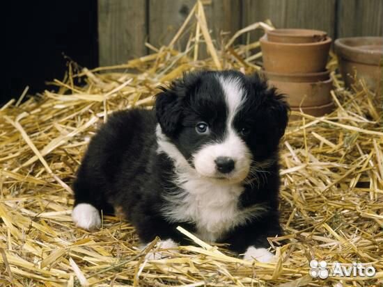 Солома в мешках для подстилки для собак, Доставка