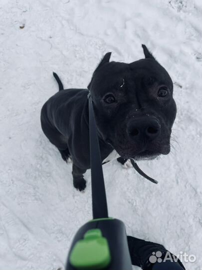 Вязка собак американский стаффордширский терьер