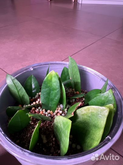 Замиокулькас Акебоно