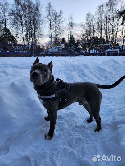 Амстафф вязка