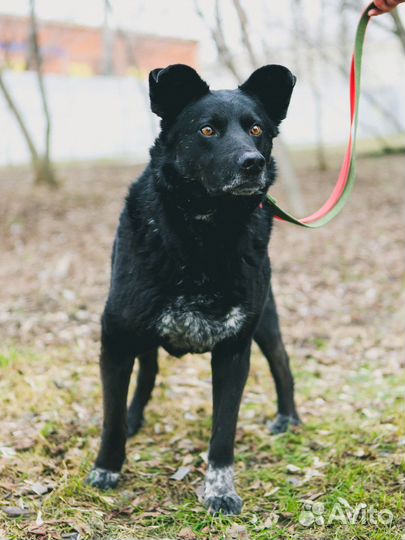 Собаки из приюта