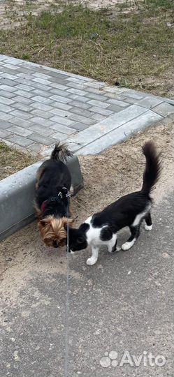 Марта в добрые руки