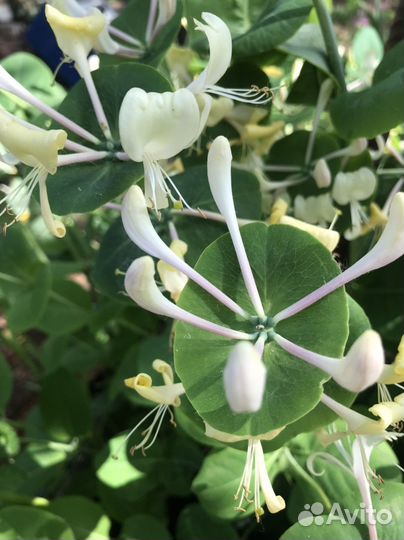 Каприфоль. Многолетний вьющийся кустарник