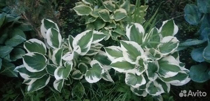 Хоста многолетник