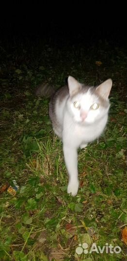 Кот сиротинушка Кузя-хозяин умер-кот брошен