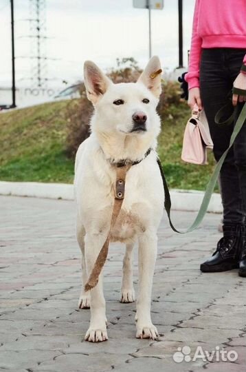 В поисках дома