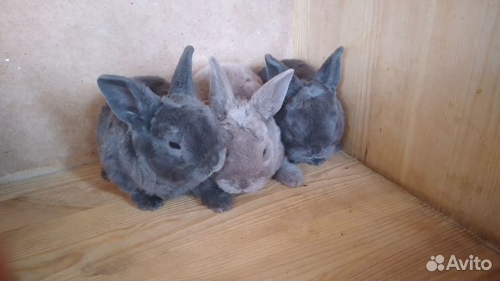 Карликовые плюшевые рексы