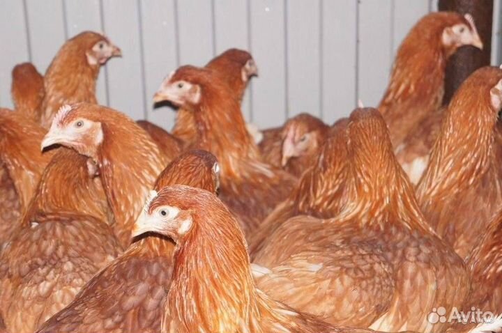 Куры молодки несушки
