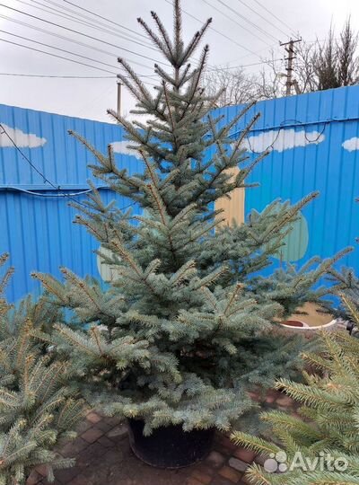 Ели от 2м