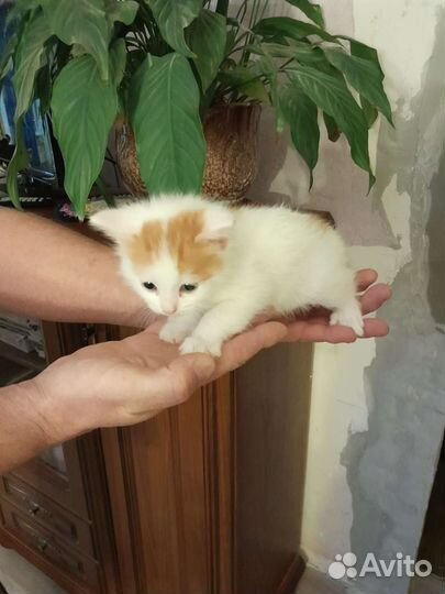 Кошки в добрые руки бесплатно