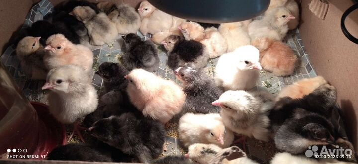 Цыплята