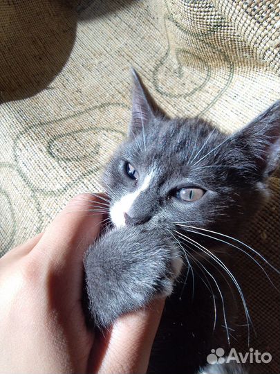 Котята ищут себе новый дом