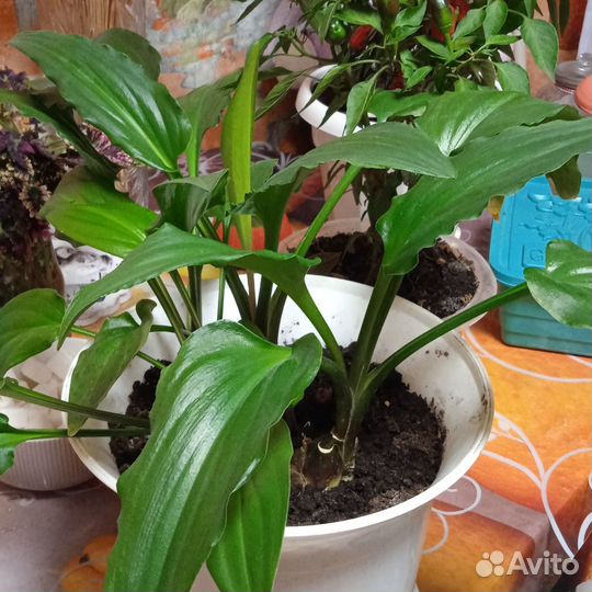 Домашний цветок