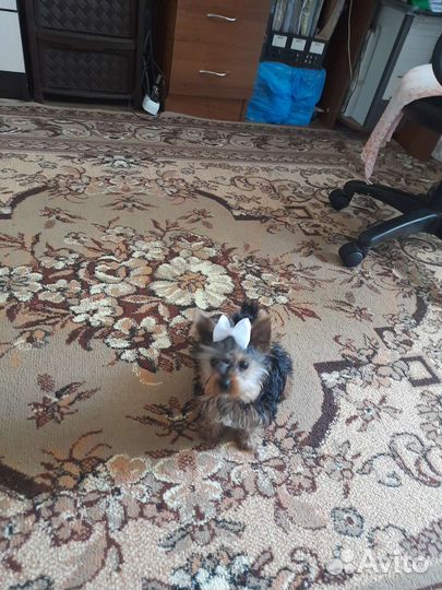 Собака