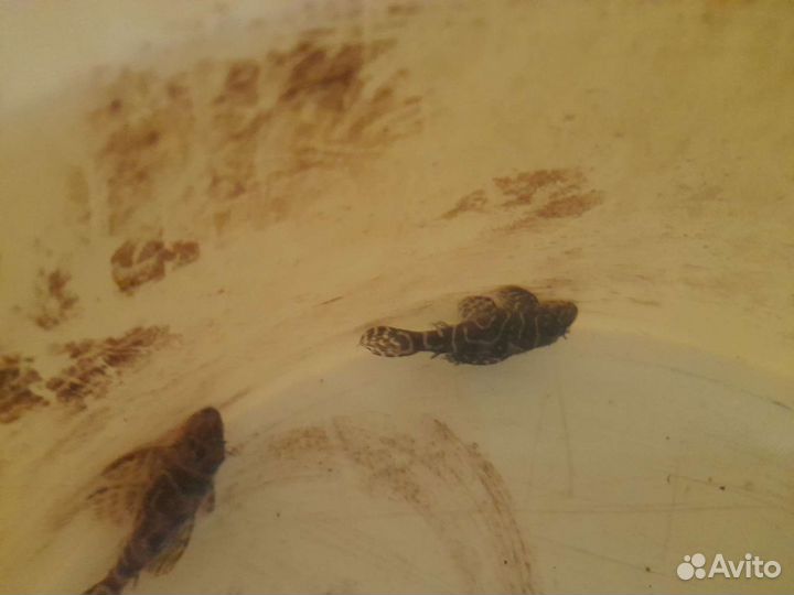 Номерные сомы, гипанциструсы