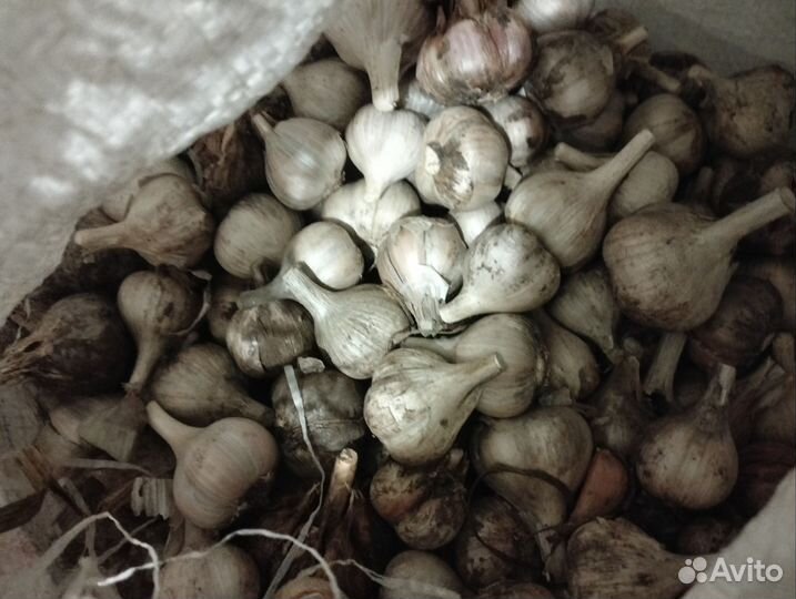 Чеснок домашний
